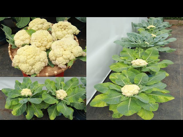 Growing cauliflower like this is both productive and does not require daily watering