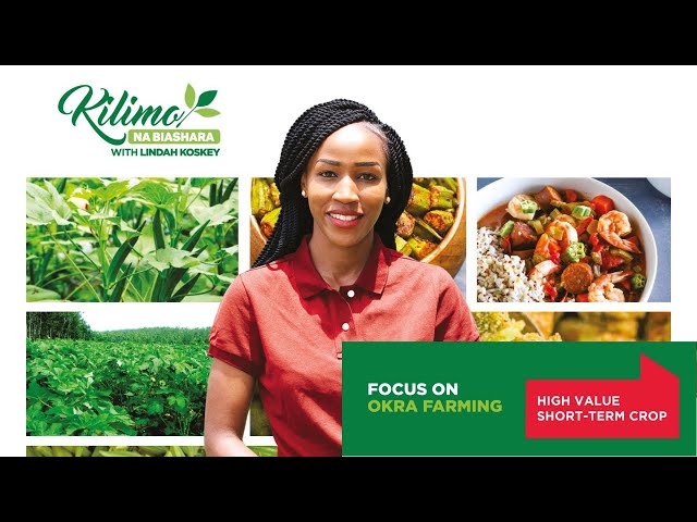 Unlocking the Secrets of Successful Okra Farming | Kilimo na Biashara