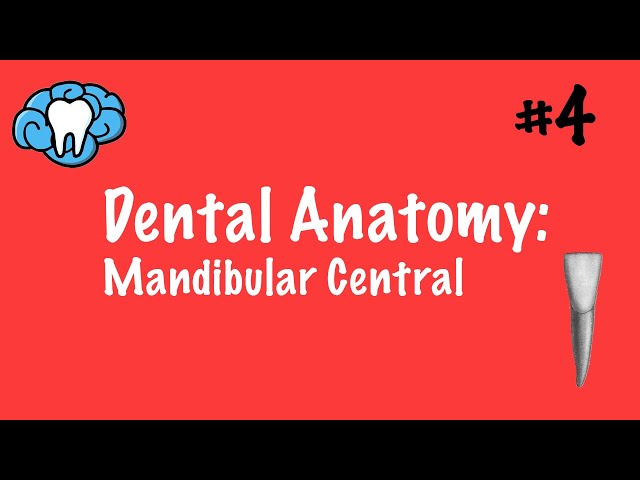 Dental Anatomy | Mandibular Central Incisor | INBDE