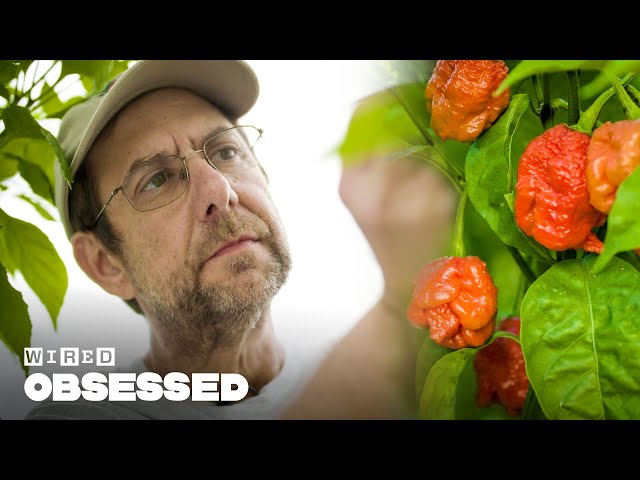 How This Guy Made the World's Hottest Peppers | Obsessed | WIRED