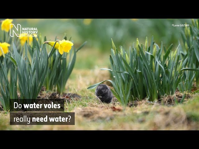 Do water voles really need water? | Natural History Museum