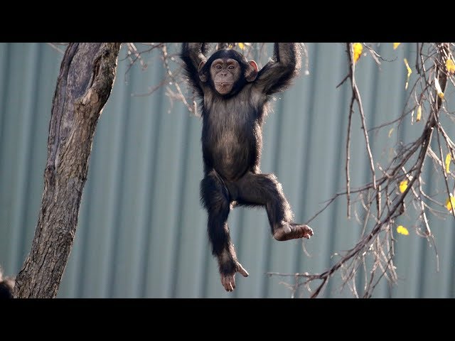 Dallas Zoo's Young Chimp Makes Impressive Tree Climb
