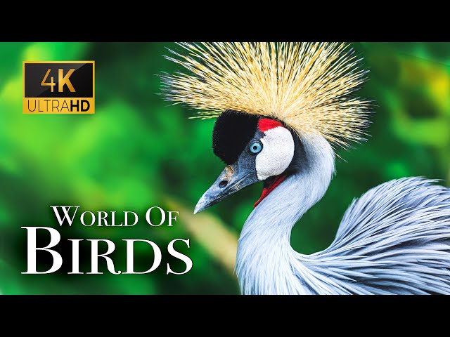 The World of BIRDS in 4K - The Healing Power Of Bird Sounds | Scenic Relaxation Film