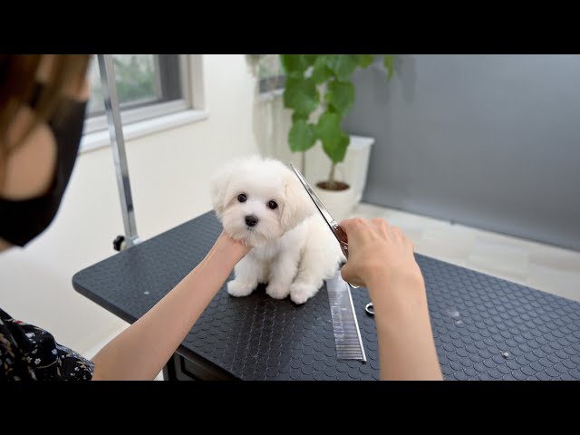 Maltese puppy Falls Asleep While getting Haircut