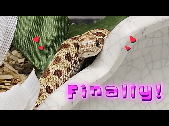Finally got a Hognose Snake!