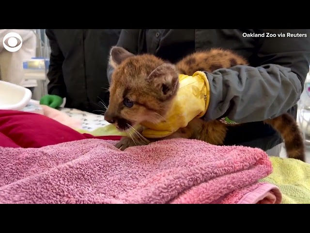 CUTENESS ALERT Two mountain lion cubs rescued in California