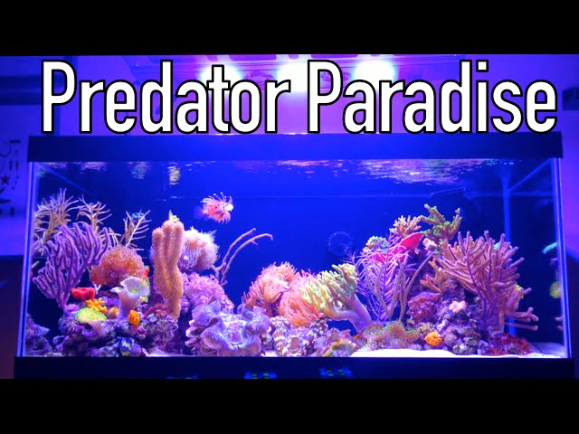 40 Gallon Exotic Nano Reef - Diver's Predator Paradise