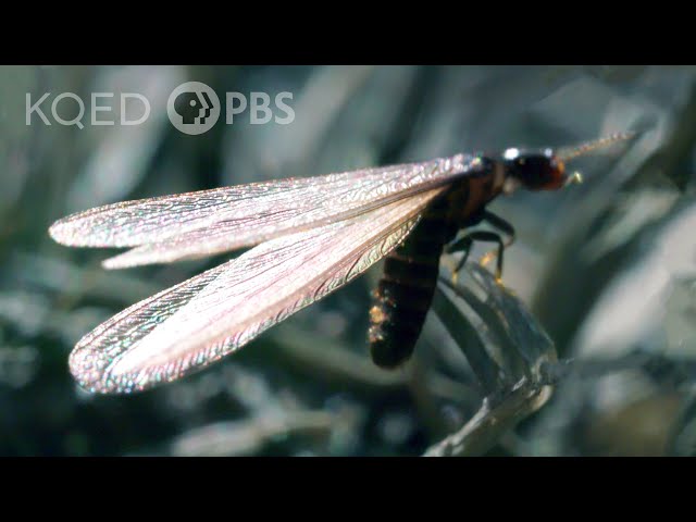 Flying Termites Take a Dangerous Journey to a New Life | Deep Look