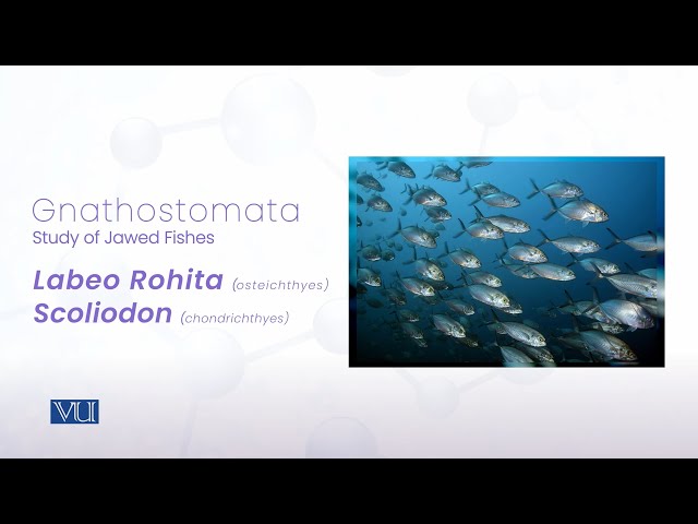 Study of Fishes | Animal Diversity: Chordates (Practical) | ZOO513P_Topic004