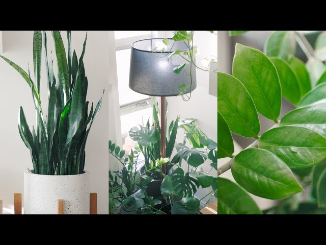 Peaceful Plant Tour – Indoor Houseplant Collection 🌱