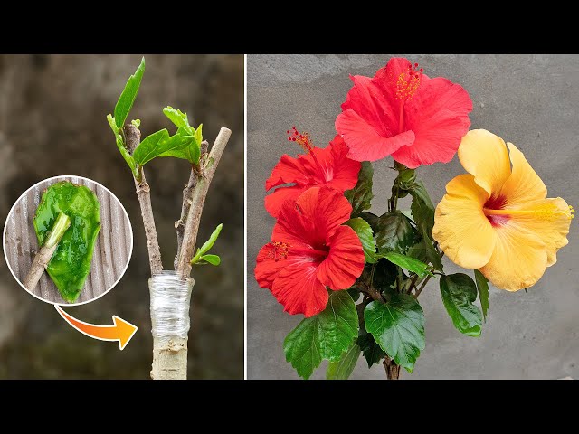 Grafting Technique To Get Multiple Colour Flowers In A Single Hibiscus Plant | Hibiscus Grafting