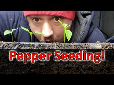 Growing Pepper Plants Like a GOD!