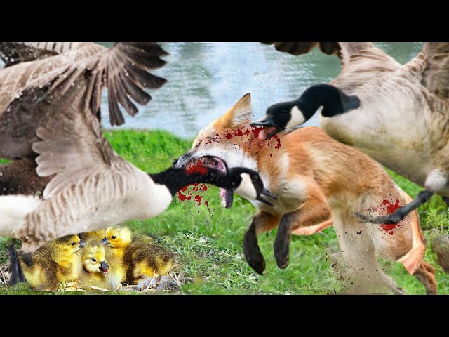 Fox Vs Goose_ Mother Goose Risks Her Life To Kill Treacherous Fox To Protect Her Chicks
