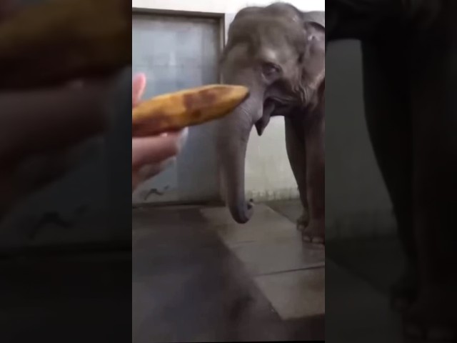 Elephant Peels Banana (part 1 of 2)