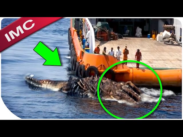 Unexpected Creatures That Were Actually Caught On Tape