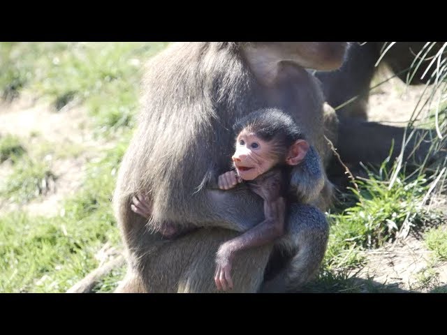 Baby Baboon Monkeying Around at the San Diego Zoo