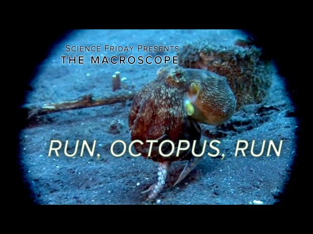 Run, Octopus, Run!