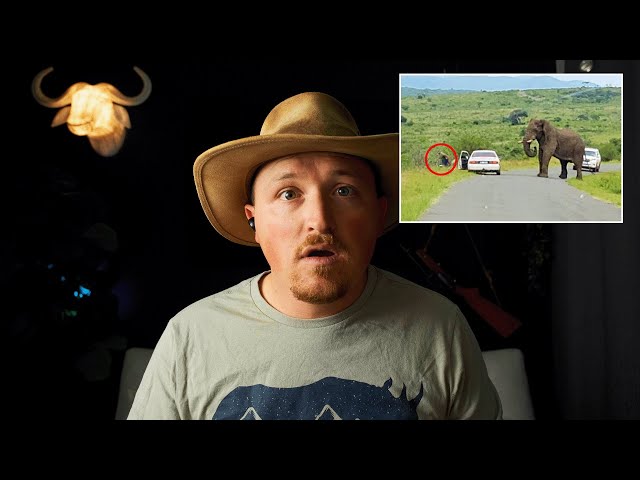 Man Jumps Out Of Car To Run Away From Elephant | Safari Guide Reacts