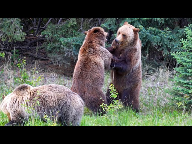 Grizzly Bear Tension Rises as Mating Season Begins