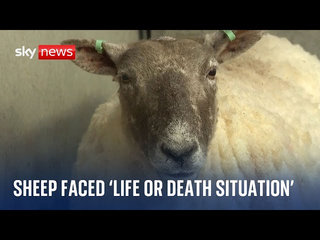 Britain's loneliest sheep in 'life or death situation' before rescue