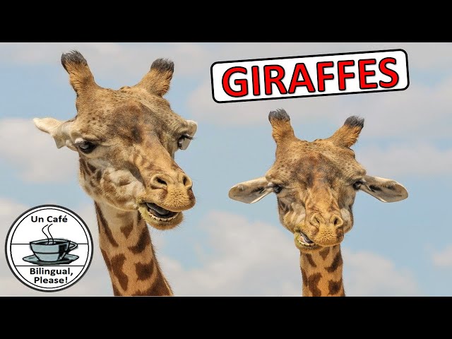 #CLIL #Science #Giraffes 🦒🦒🦒