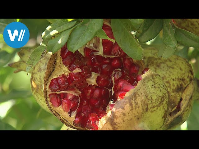 Armenien, die Früchte aus dem Paradies (360° - GEO Reportage)