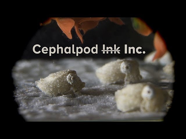 Cephalopod Inc.