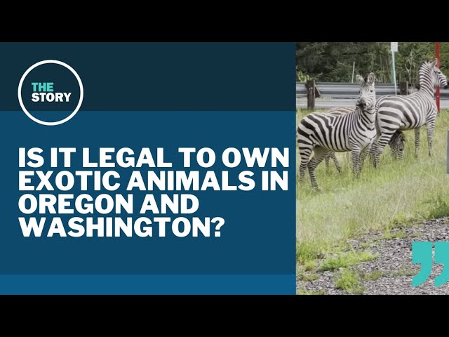 After Washington zebra escape, what are the laws for owning exotic animals?