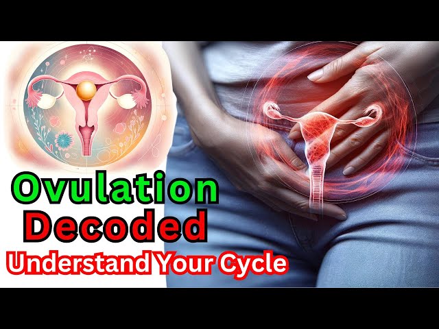 The Miracle of Ovulation: Get Pregnant or Not?
