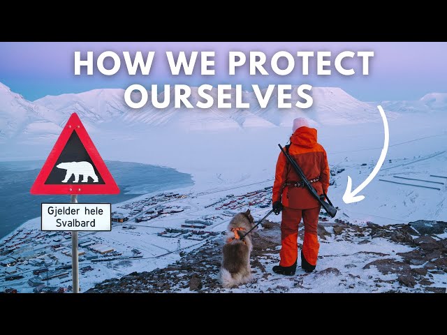 POLAR BEAR protection and how it works, in the World's Northernmost Town | Svalbard