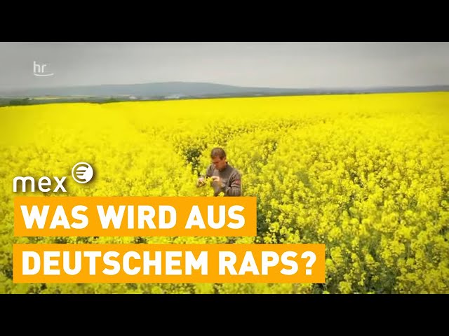 Rapeseed fields - how farmers look at the edible oil problem | Mex
