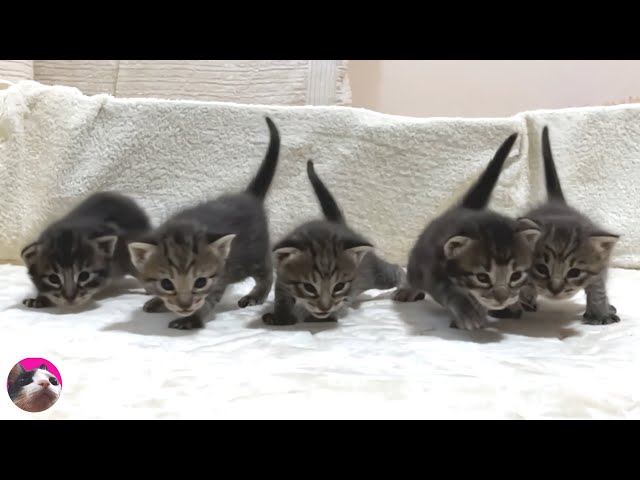 How kittens grow up: from 0 day -1 year old!