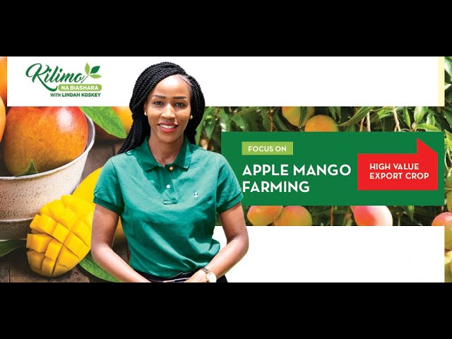 Apple Mango Farming | Kilimo Na Biashara