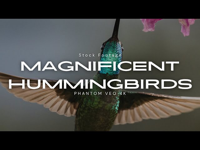 Magnificent & Violetear Hummingbird Stock Footage
