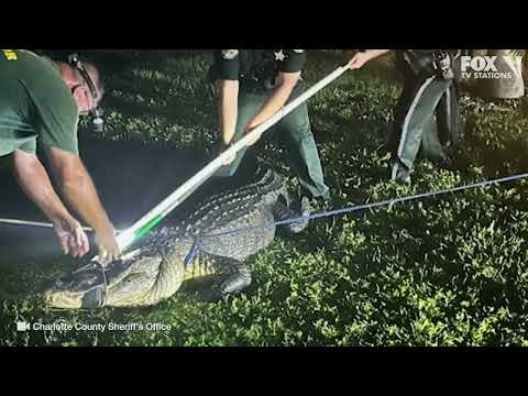 Alligator and crocodiles | Only In Florida