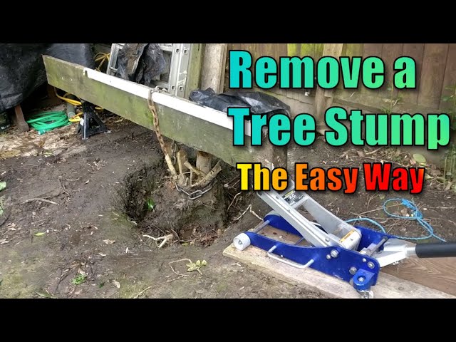 How to Remove a Tree Stump (The Easy Way)