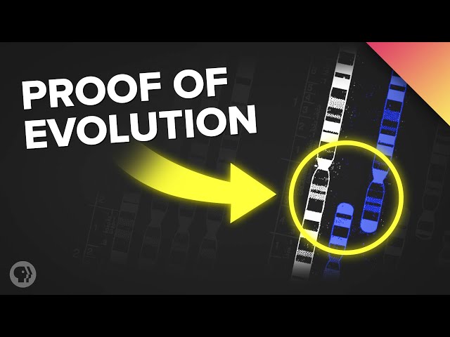 There's Proof of Evolution Hiding in Your DNA
