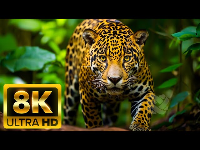 8K (60FPS) Animal Wildlife: Amazing Animal Behaviours Caught on Spy Camera - Relaxing Discovery