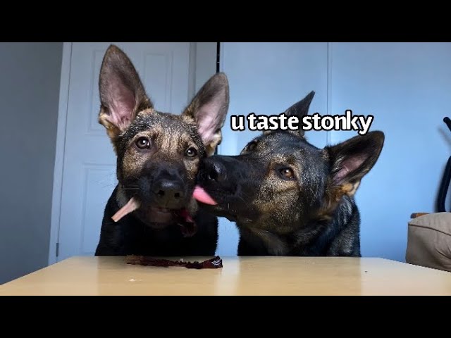 Dog & Puppy Review Foods | Part 5