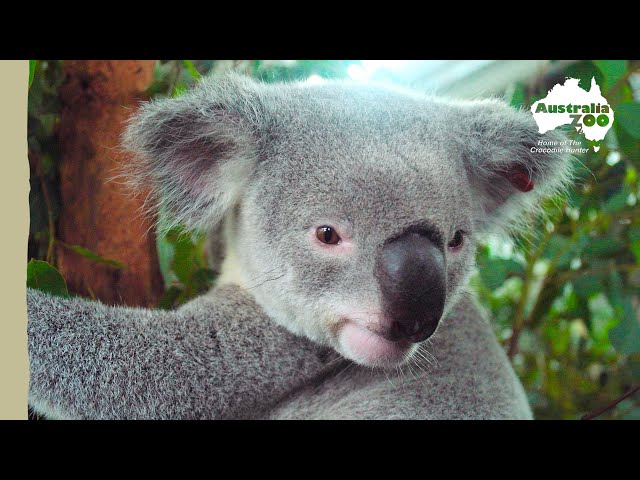 Adorable koalas Herbert and Lemongrass are released | Wildlife Warrior Missions