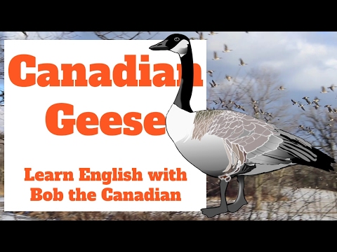 Videos about Canada for Learning English