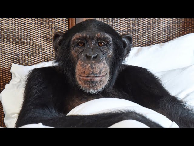 Chimpanzees Have Family Dinner!