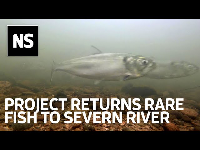 How the Unlocking the Severn project is helping fish return to breed
