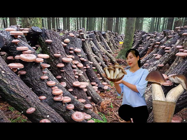 How I Grow Millions of Giant Shiitake Mushrooms in the Forest Harvesting mountain shiitake mushrooms