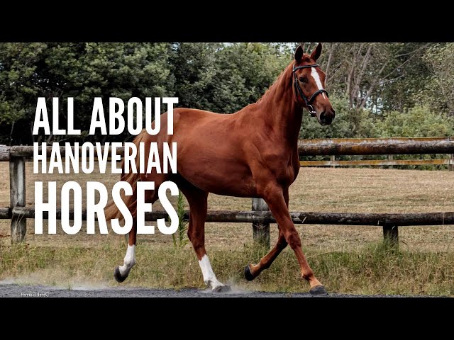 Hanoverian Horses 101: All You Need to Know