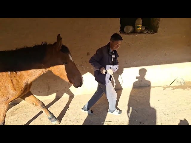 Neues Video über das Leben der Pferde #3