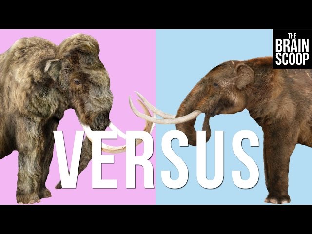 Mammoths vs. Mastodons: Can we 'de-extinct' them both?