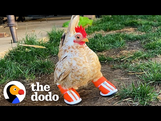 Tiny Chicken Learns To Walk By Wearing Boots | The Dodo