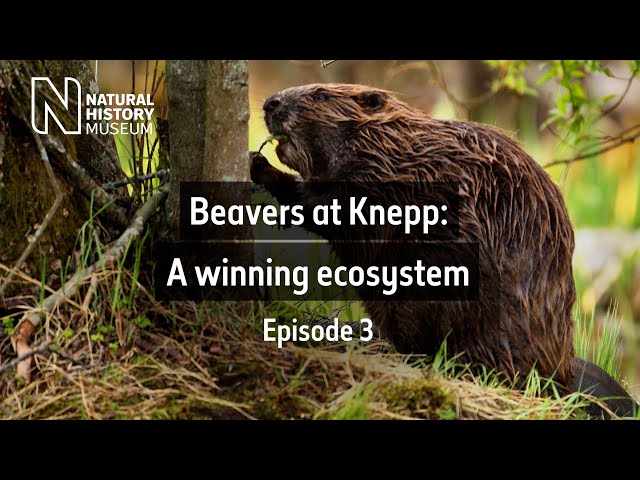 Beavers at Knepp: A winning ecosystem | Ep. 3 | Natural History Museum