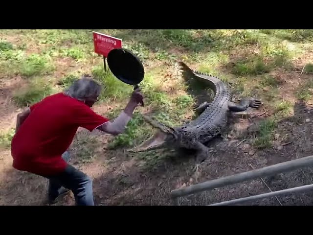 Man Fights Off Gator with Frying Pan